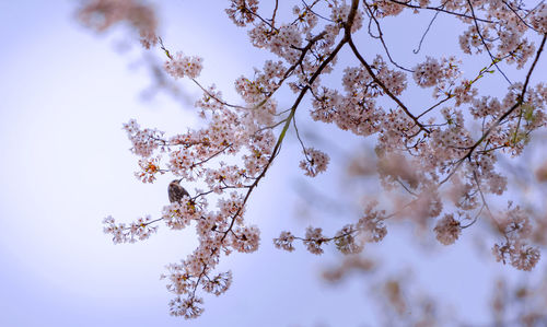 Low angle view of cherry blossoms against sky