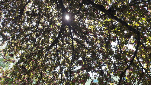 Low angle view of tree