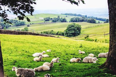 Sheep on the hills