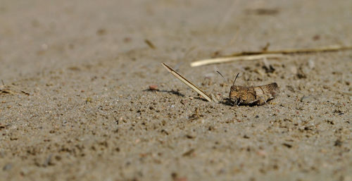 Close-up of insect on sand