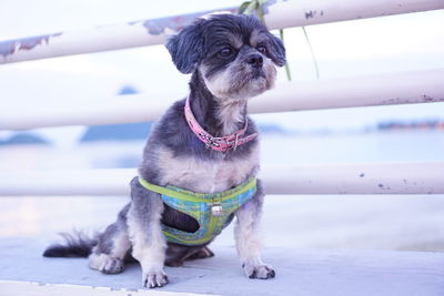 Close-up of dog sitting outdoors