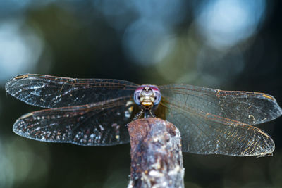 Close-up of dragonfly