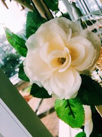 Close-up of flower blooming outdoors