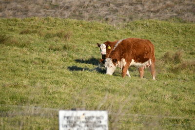 Cows on field