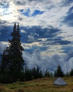 Pine trees on field against sky