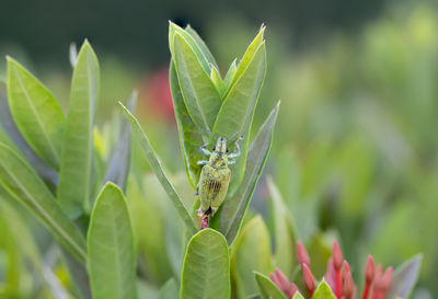 Close-up of insect on plant