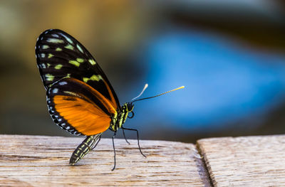 Close-up of butterfly pollinating on wood