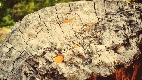 Close-up of tree trunk