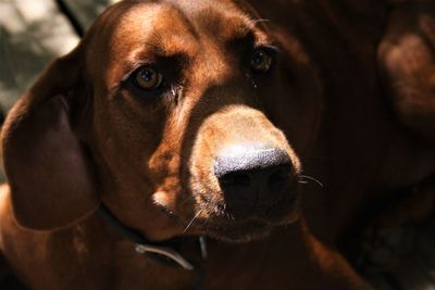 Close-up portrait of dog