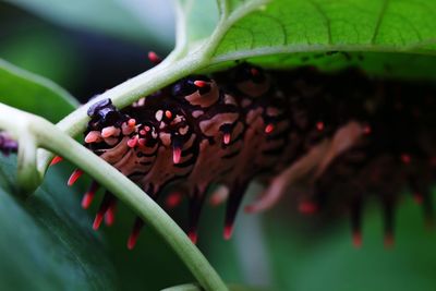 Close-up of plant