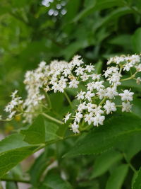 Close-up of white flowers blooming outdoors