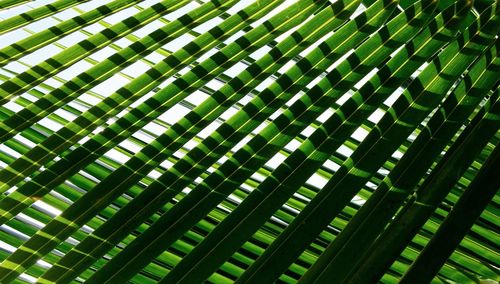 Full frame shot of palm leaves