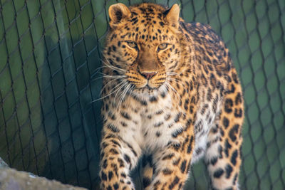 Close-up of a leopard 