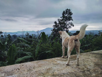 Dog standing on landscape against sky