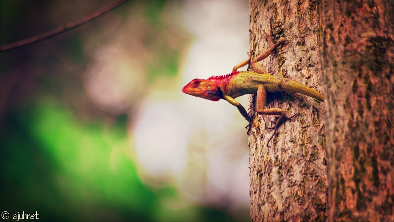 focus on foreground, tree, animals in the wild, tree trunk, one animal, animal themes, wildlife, close-up, branch, nature, selective focus, insect, wood - material, day, outdoors, forest, growth, no people, perching, leaf