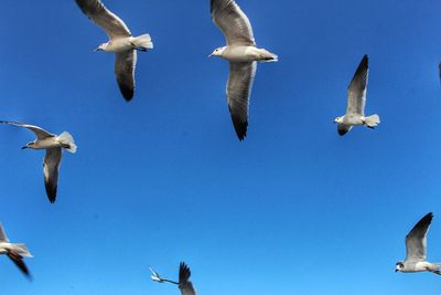 Low angle view of seagulls flying against clear blue sky