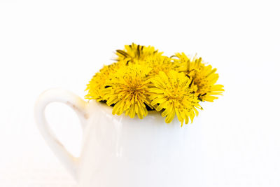 Close-up of yellow flower against white background