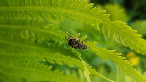 Close-up of insect on plant