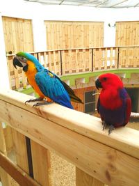 View of parrot perching on wood