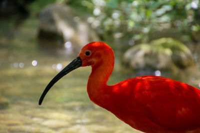 Close-up of bird perching on a lake