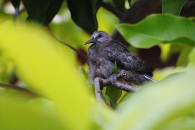 Bird perching on a branch