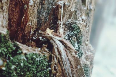 Close-up of tree trunk in forest