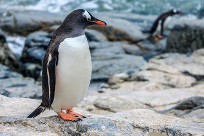 Close-up of penguin on rock