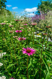 Close-up of pink flowers