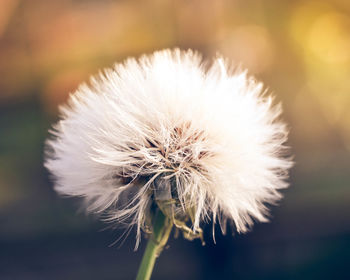 Close-up of dandelion flower