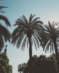 Low angle view of palm trees against clear sky