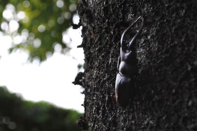 Close-up of bird on tree trunk