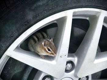 Squirrel on car alloy rim