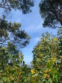 Low angle view of flowering plants against sky