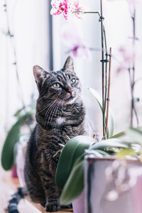 Close-up of cat by flowers