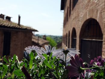 Purple flowering plants against building