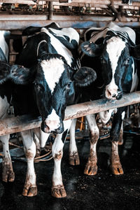Cows at a dairy ranch