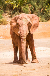 View of elephant in zoo