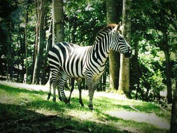 Zebra grazing in forest