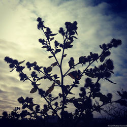 Low angle view of trees against sky