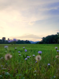 Scenic view of grassy field against sky during sunset