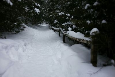 Snow covered trees