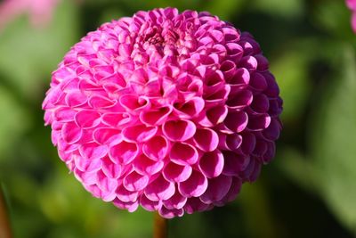 Close-up of pink dahlia flower