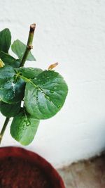 Close-up of green leaves