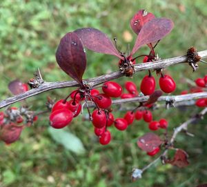 Close-up of cherries in water