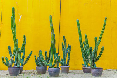 Close-up of cactus plant against yellow wall