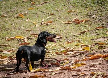 Close-up of dog in field