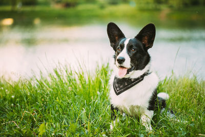 Portrait of dog on field