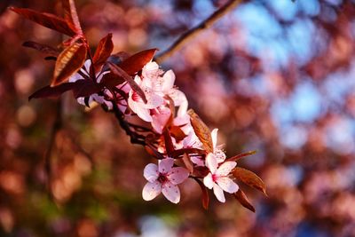 Close-up of pink cherry blossoms in spring