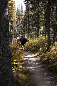 Horse walking in a forest