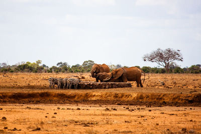 Mammals by water well on field against sky at tsavo east national park